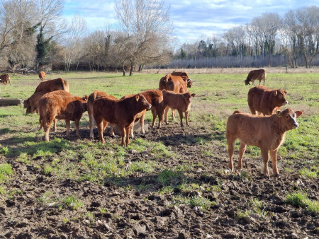 Lait , fraîcheur garantie !